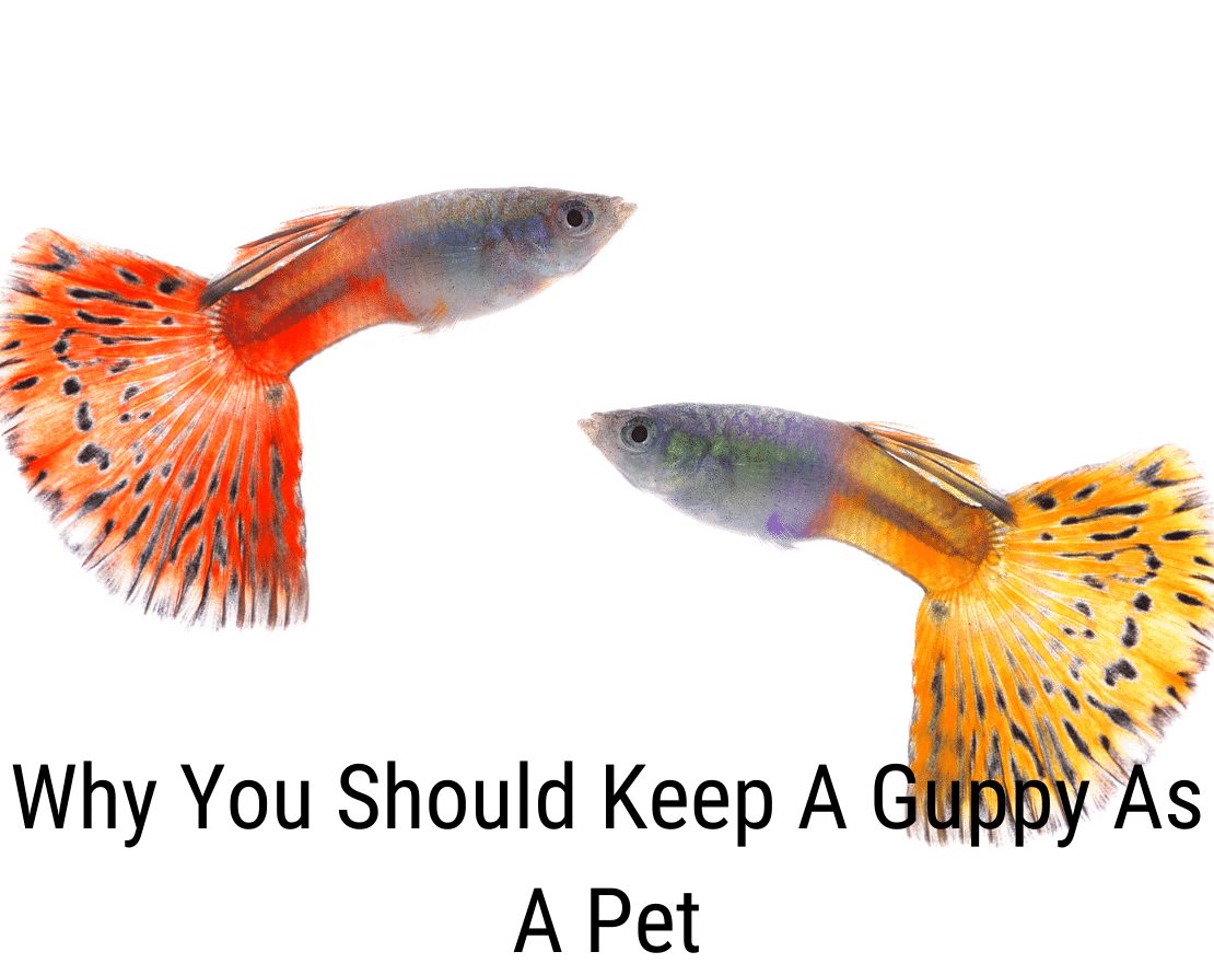 Miksi sinun pitäisi pitää Guppy lemmikkinä
