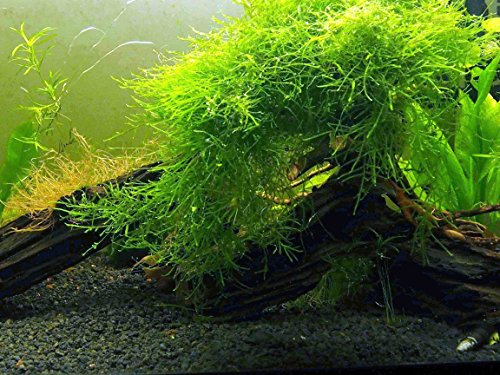 Java Arts Moss (suuri 25 neliön tuuman osa) makeanveden akvaarioiden kasvit | Java Mossin elävä kasvi akvaarioon | Akvaariokasvit elävät | Sopii hyvin Marimo Moss Ballsin kanssa istutettuun akvaarioon