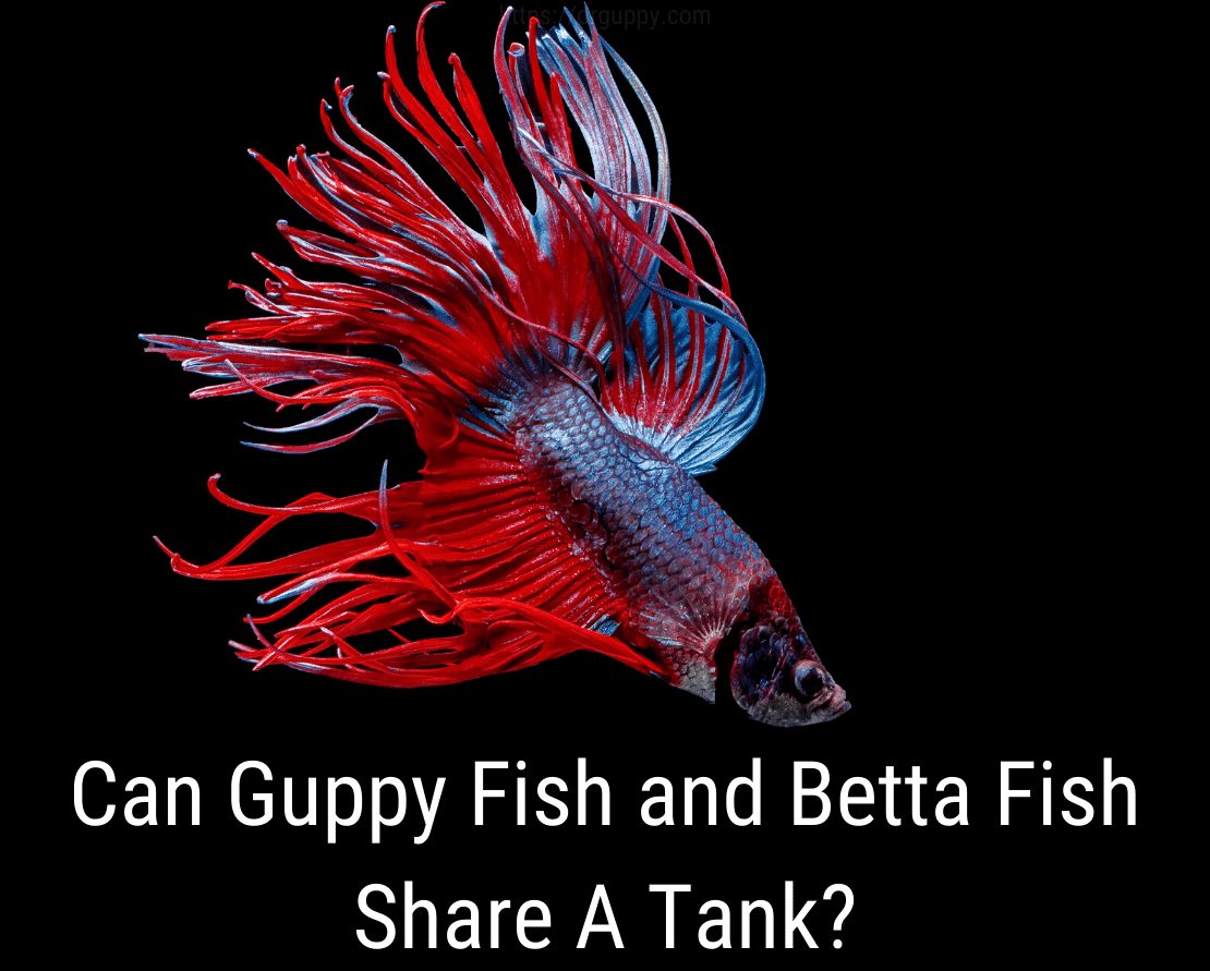 Voivatko Guppy Fish ja Betta Fish jakaa säiliön?