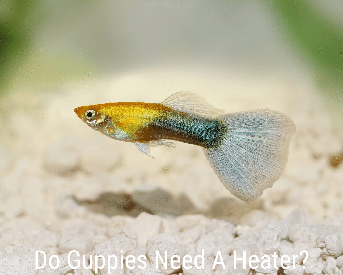 Tarvitsevatko guppit lämmitintä?