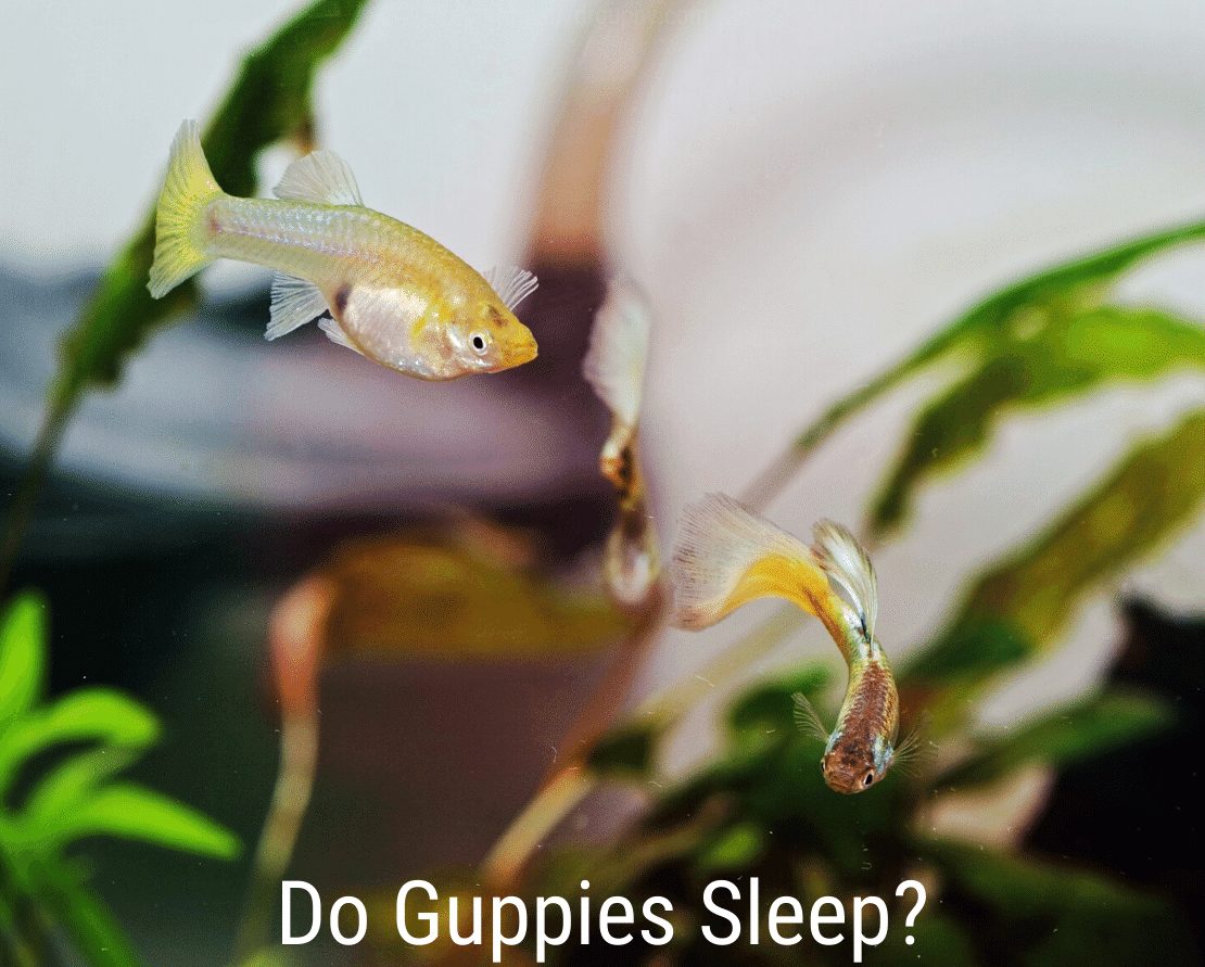 Nukkuvatko guppit?