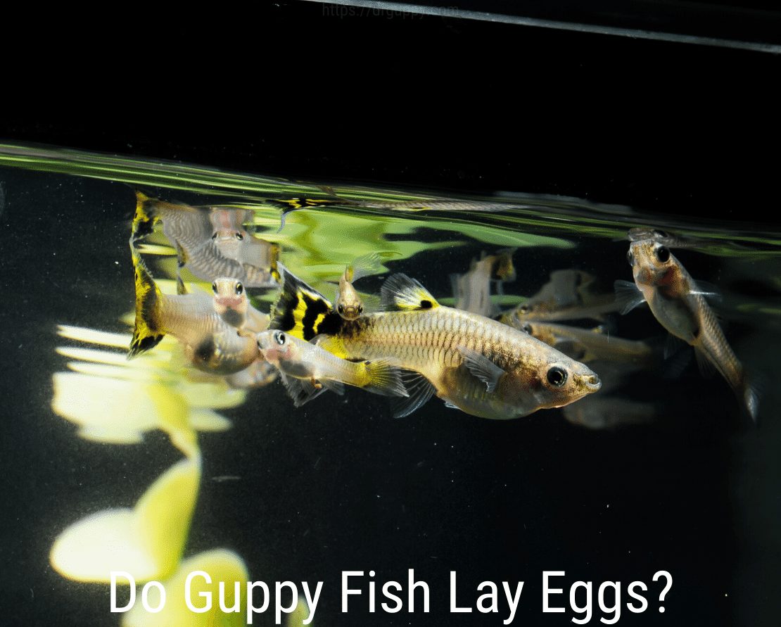 Munivatko Guppy Fish -munat?