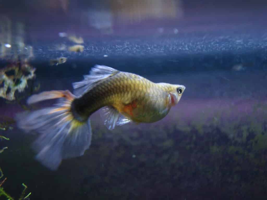 Guppy Fish Dropsy - syyt ja mahdollinen hoito