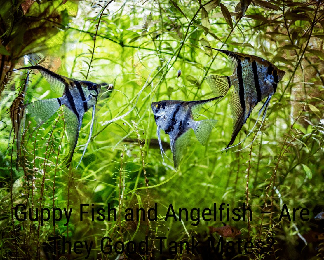 Guppy Fish and Angelfish - Ovatko he hyviä säiliökumppaneita?