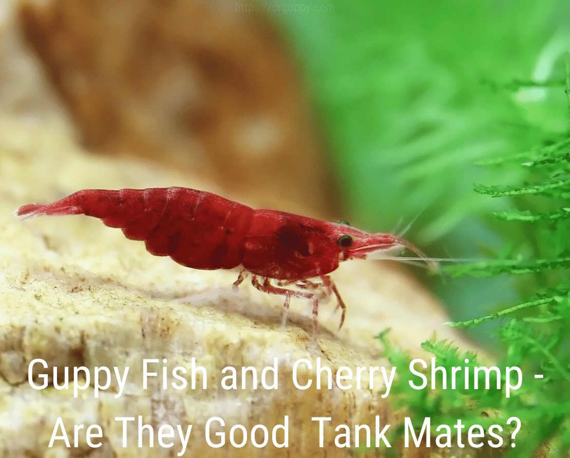 Guppy Fish and Cherry Shrimp - Ovatko he hyviä säiliökumppaneita?