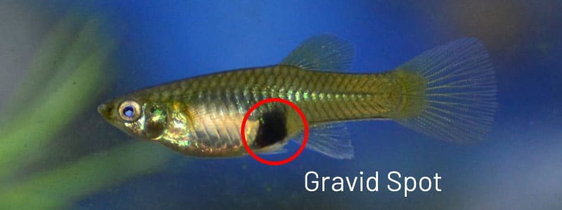 Nainen guppy gravid spot.