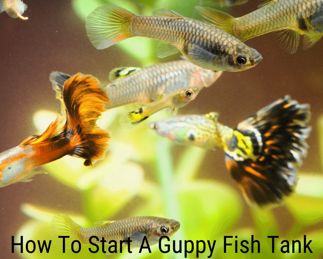 Kuinka aloittaa Guppy Fish Tank?