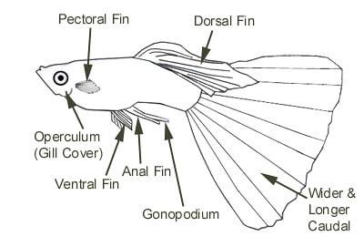 Aikuinen urospentu - osat