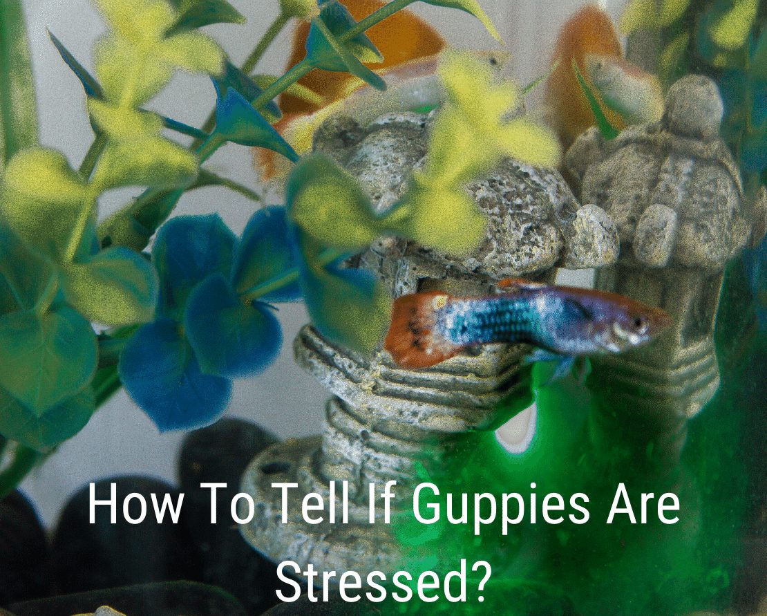 Kuinka kertoa, onko guppies stressaantunut