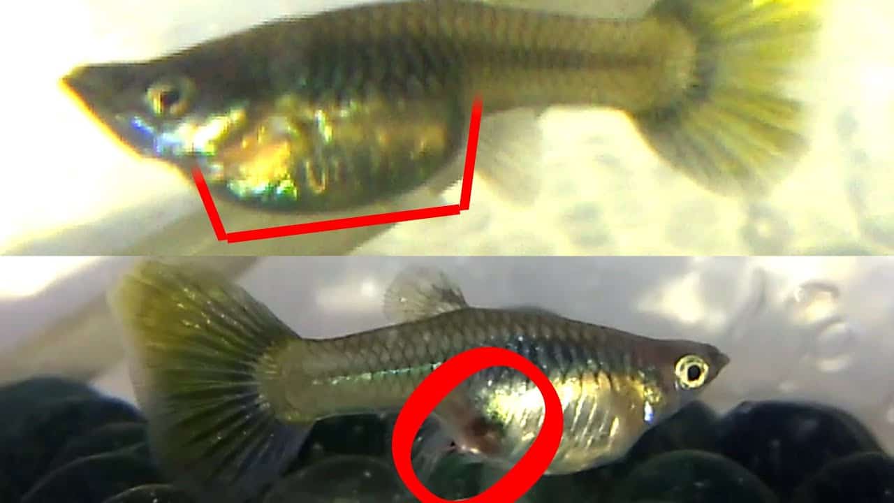 Kuinka kertoa, onko guppy raskaana