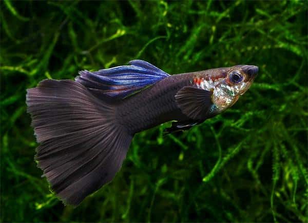 Musta Guppy.