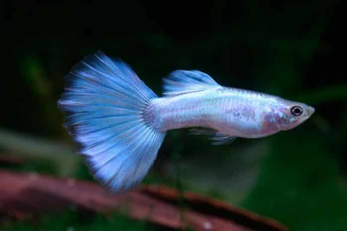 Neon sininen Guppy.