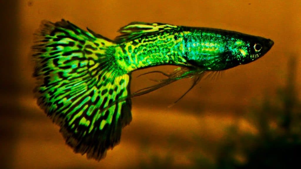Vihreä Metalhead Cobra Guppy