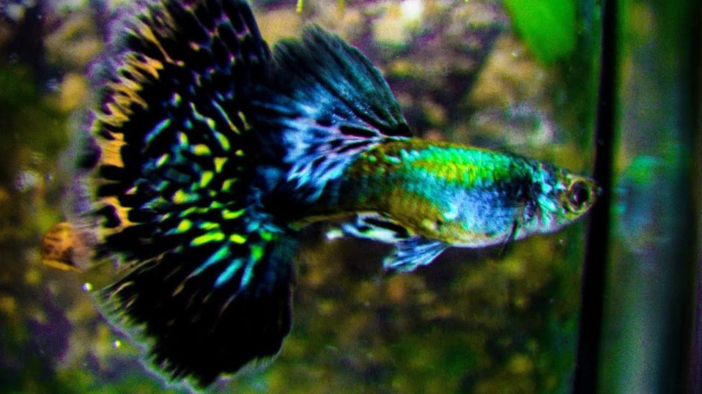 Puolikuun vihreä Guppy.