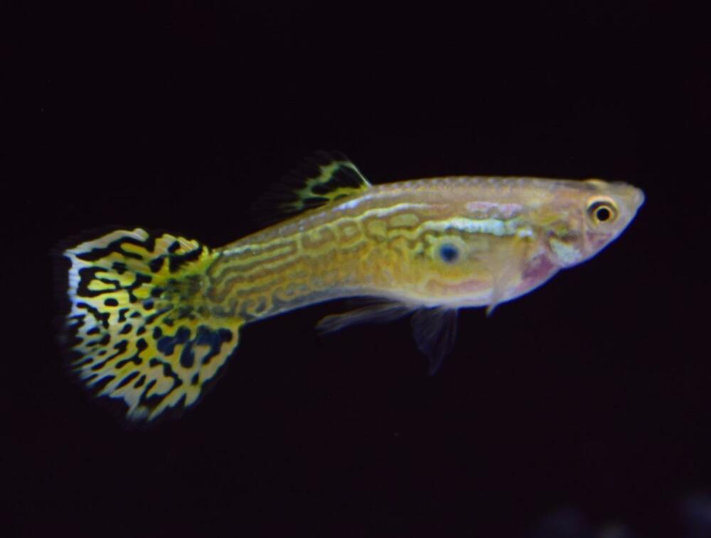 Vihreä Cobra Guppy.