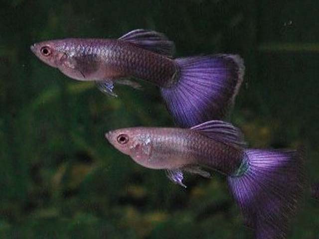 Purppura Guppies.