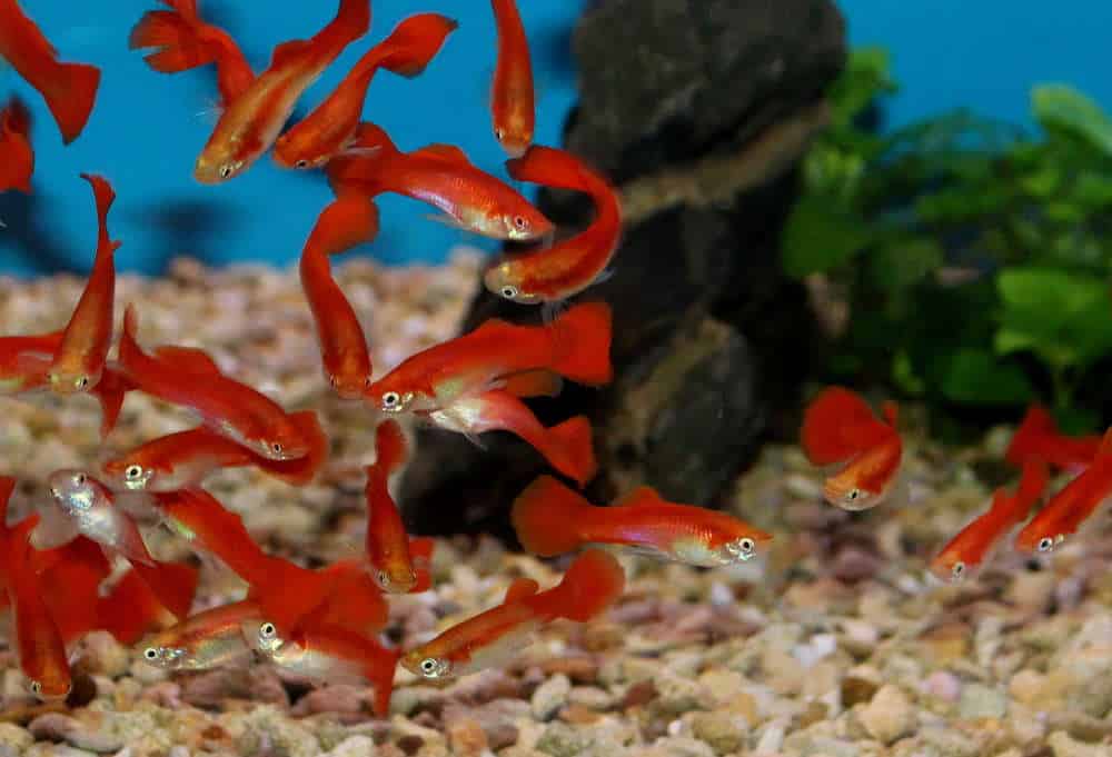 Blondi punainen guppy