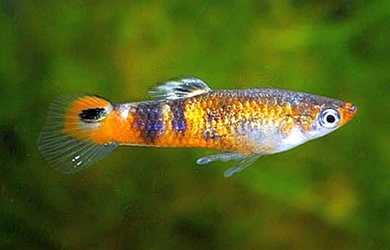 Oranssi guppy.