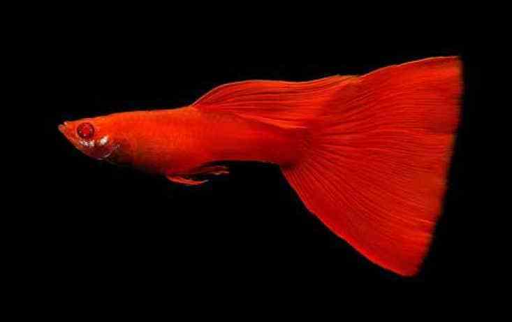 Täysin punainen Albino Guppy.