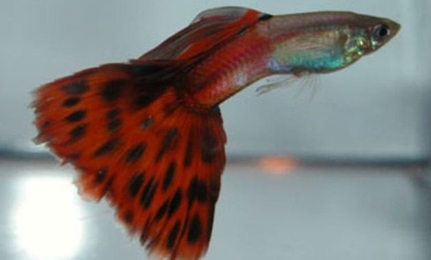 Punainen kaksivärinen Guppy