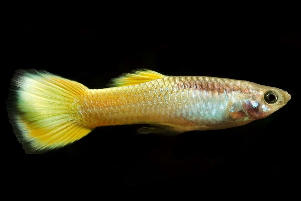 Keltainen Guppy.