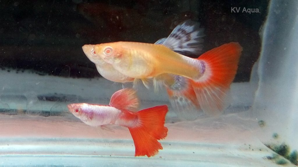 Punainen pyrstö Albino Guppy