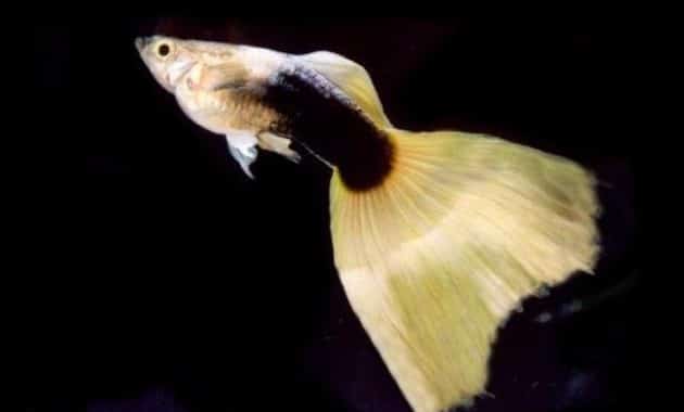 Puolimusta keltainen guppy