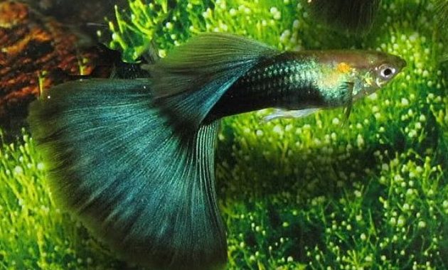 Puolimusta Green Guppy.