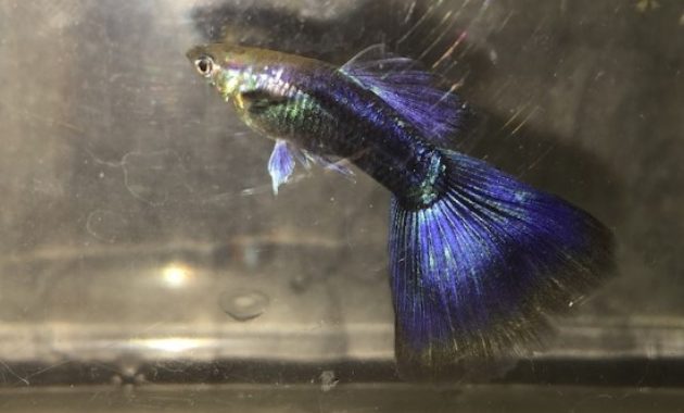 Puolimusta Purple Guppy
