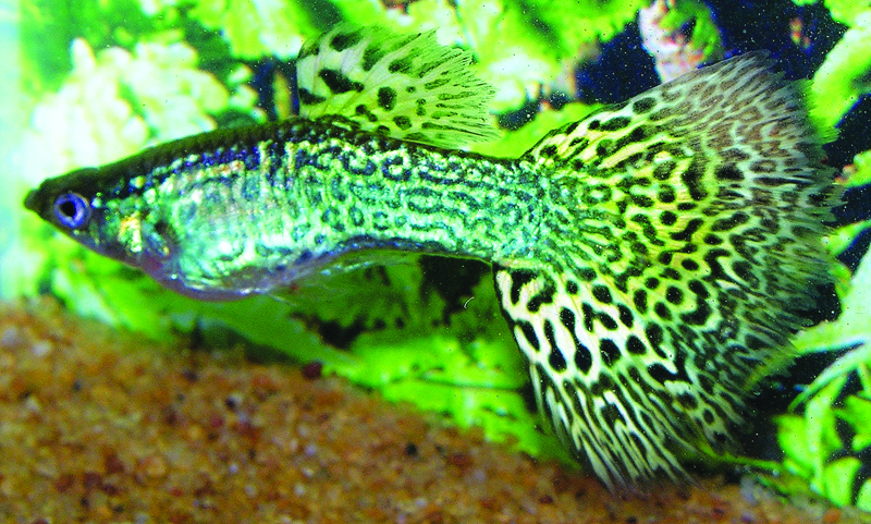 Vihreä Cobra Guppy.