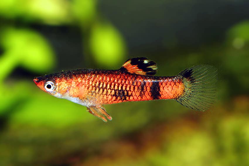 Punainen Guppy.