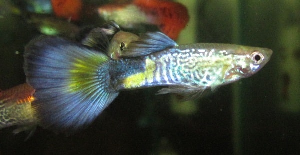 Sininen Cobra Guppy