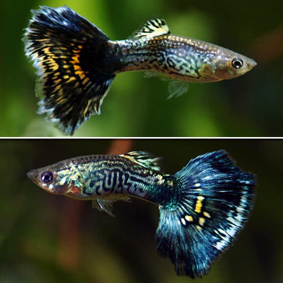 Sininen kobra guppies.
