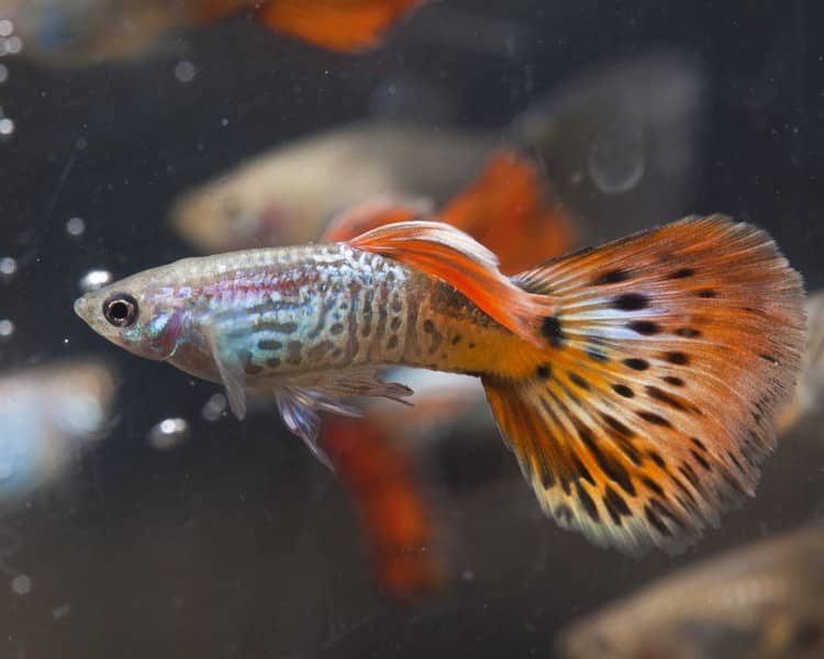 Uros punainen kobra-guppy.