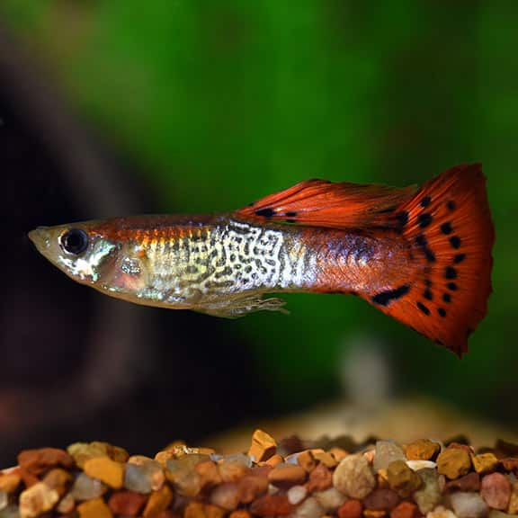 Punainen kobra-guppy.