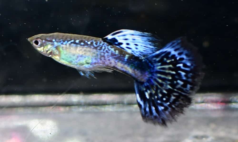 Violetti Cobra Guppy.