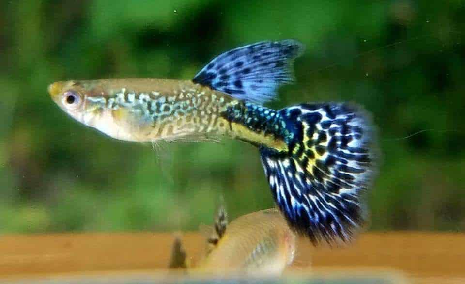 Violetti Cobra Guppy.