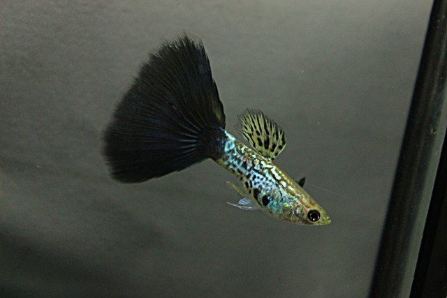 Musta Cobra Guppy.