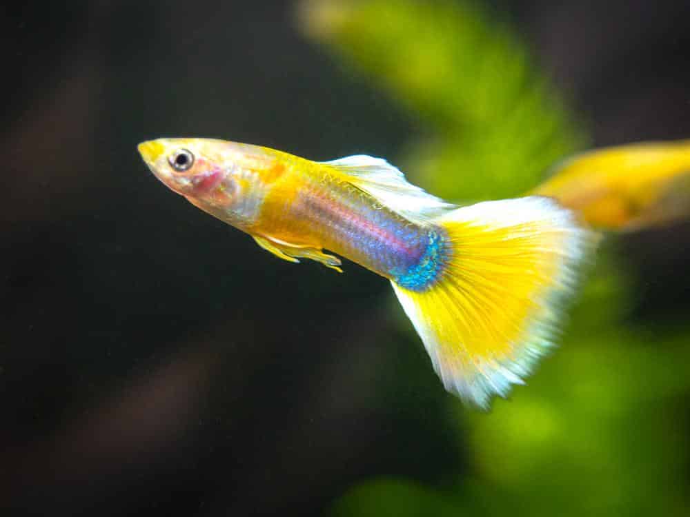 Keltainen Tuxedo Guppy.