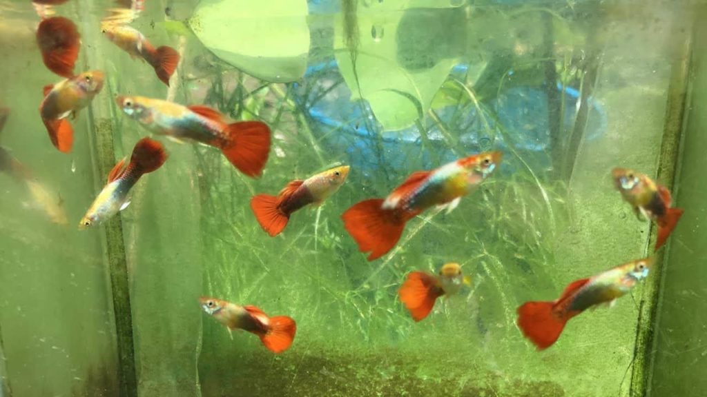 Punainen / kulta Tuxedo Guppy