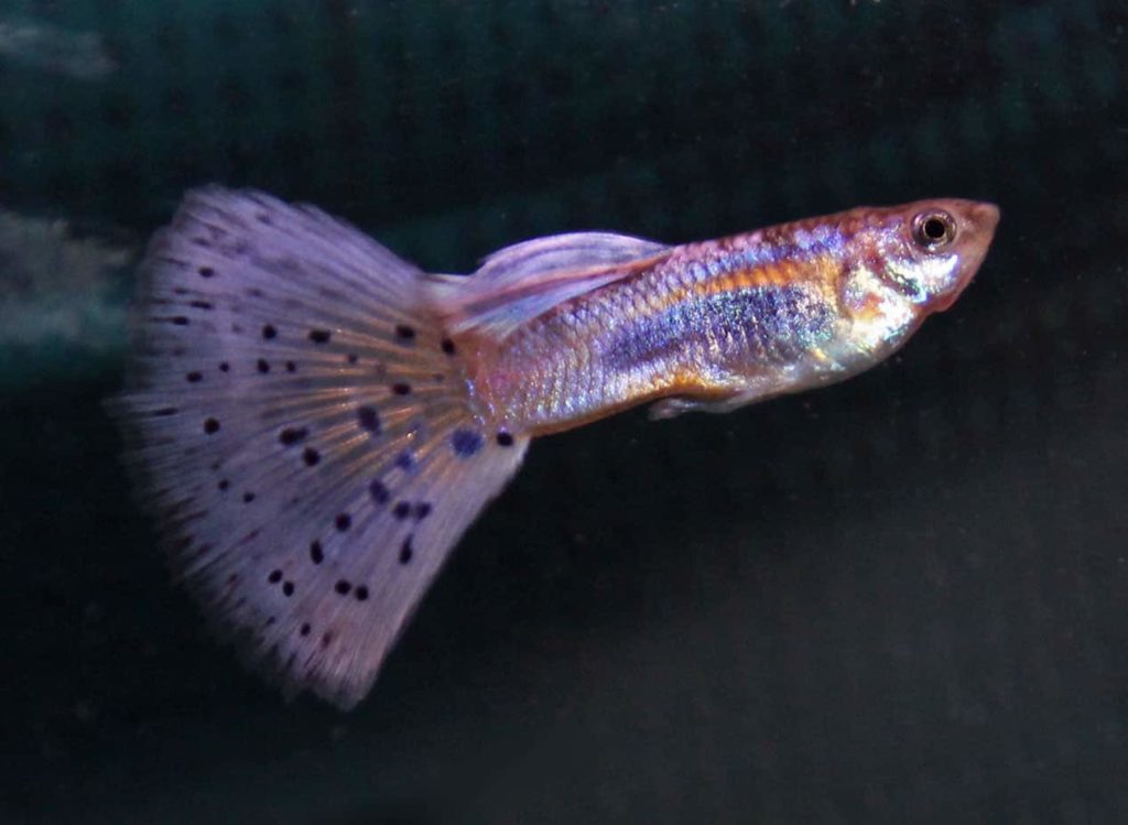 Purppura ruohon häntä Guppy