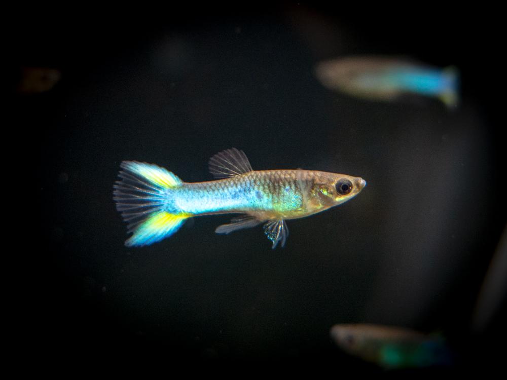 Taivaansininen Endler Guppy.