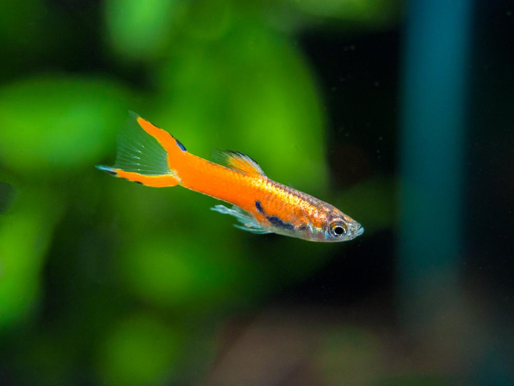 Punainen Endler Guppy.