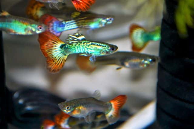 Palohäntä Guppy