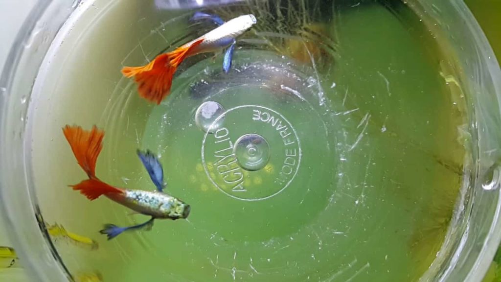 Platinum firetail guppy