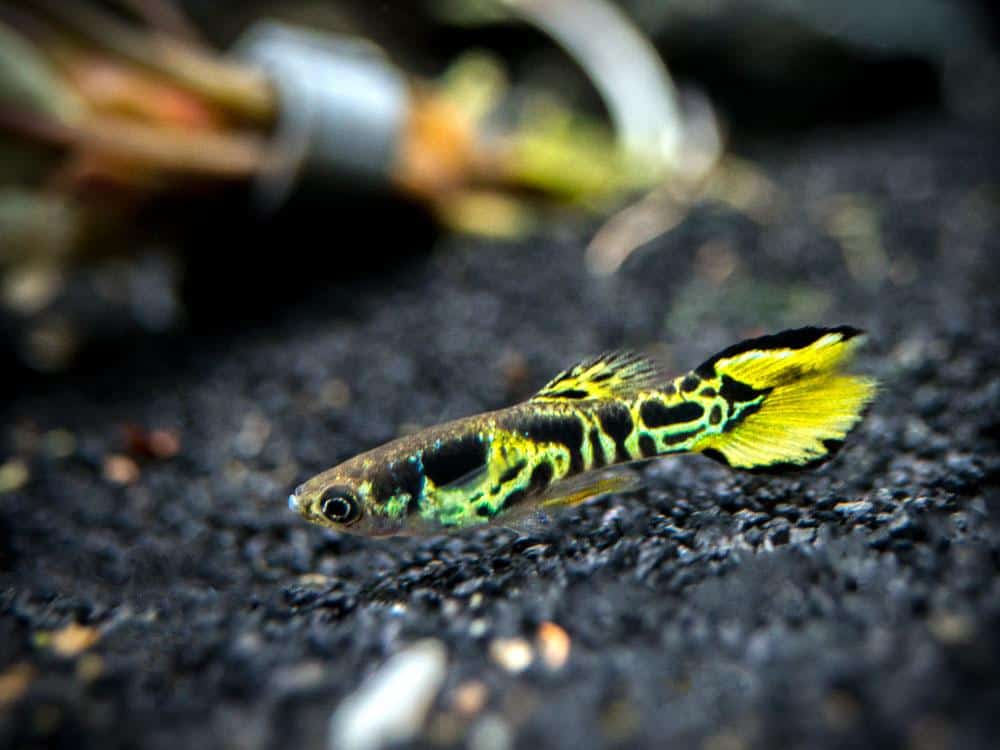 Keltainen Endler Guppy.