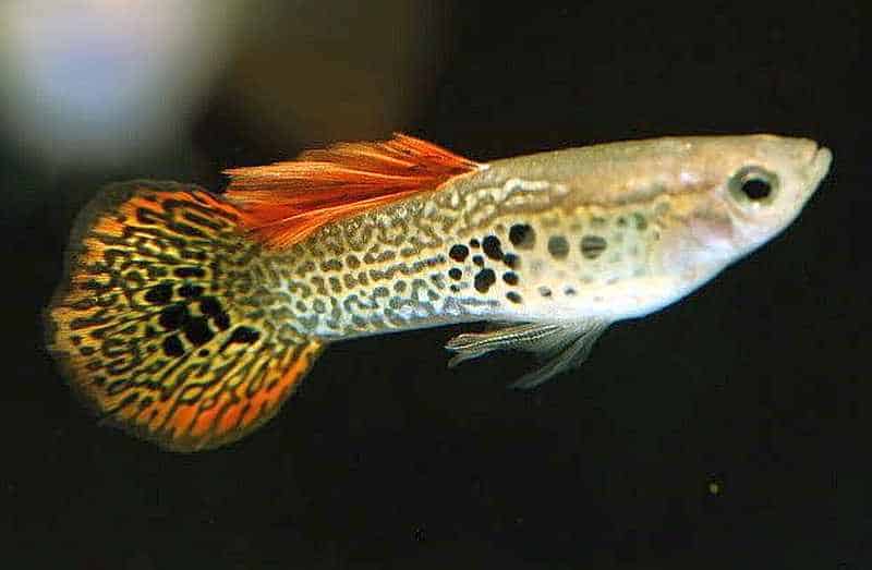 Pyöreä häntä Guppy