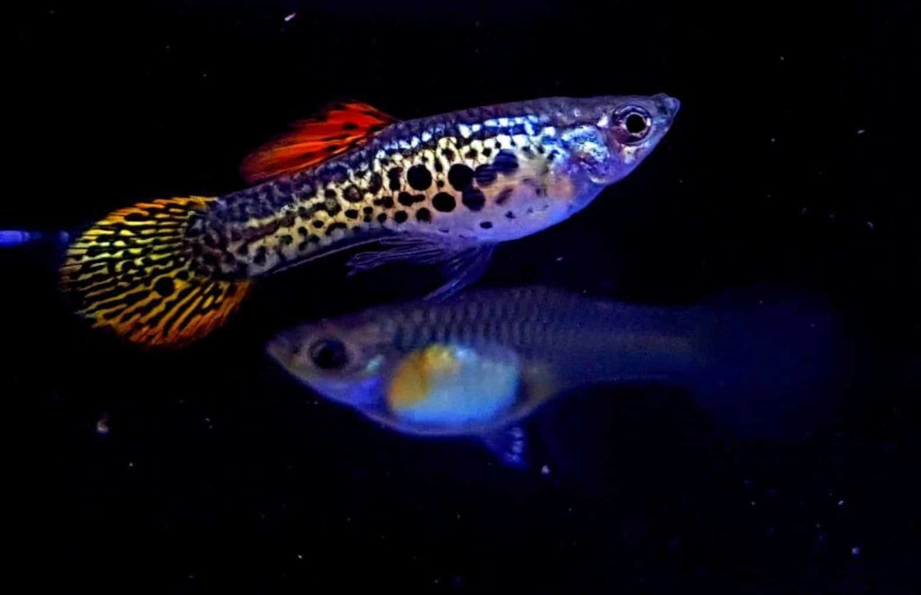 Pyöreä häntäguppy.