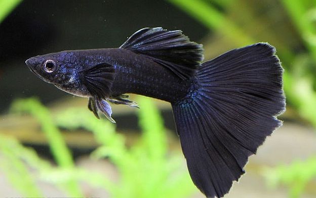 Musta Guppy.