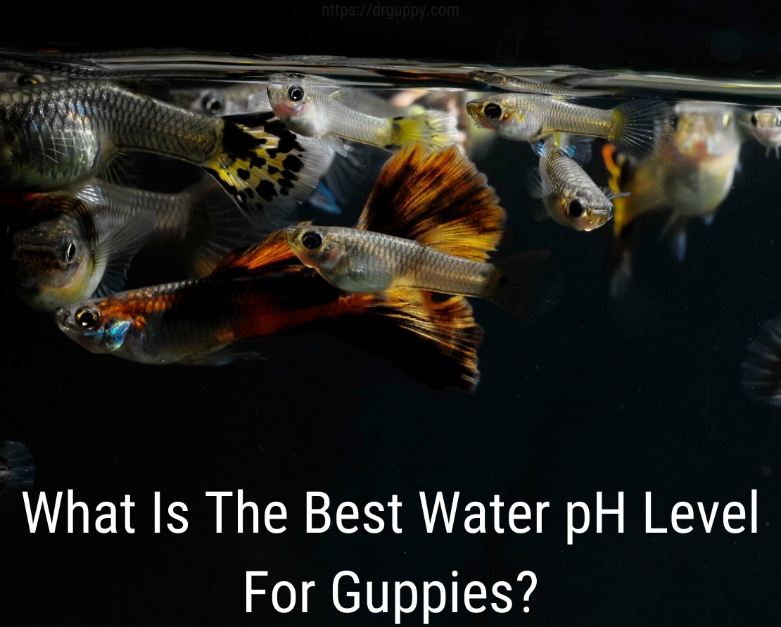 Guppy Fish Water PH -taso - ihanteellinen numero